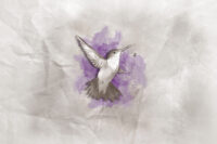 Illustration Case: Digital gezeichneter und kolorierter Kolibri in den Farben Braun, Grau und Violet